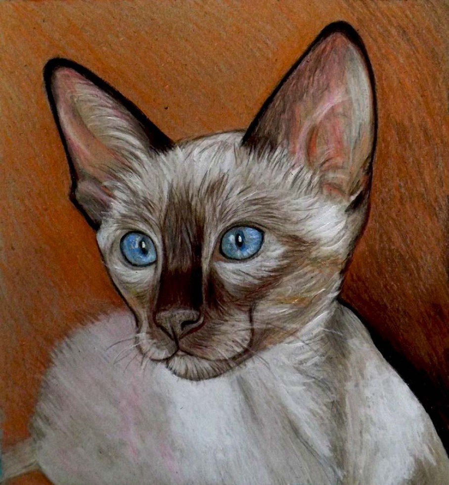 Matite colorate · ritratto gatto siamese